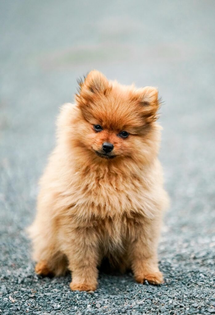 Charming Pomeranian puppy sitting on a road, showcasing its fluffy coat and curious expression.