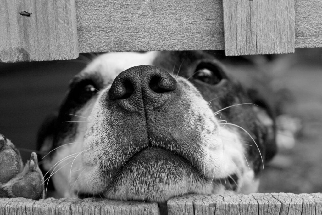 Adorable dog peeking through a wooden fence in black and white close-up.