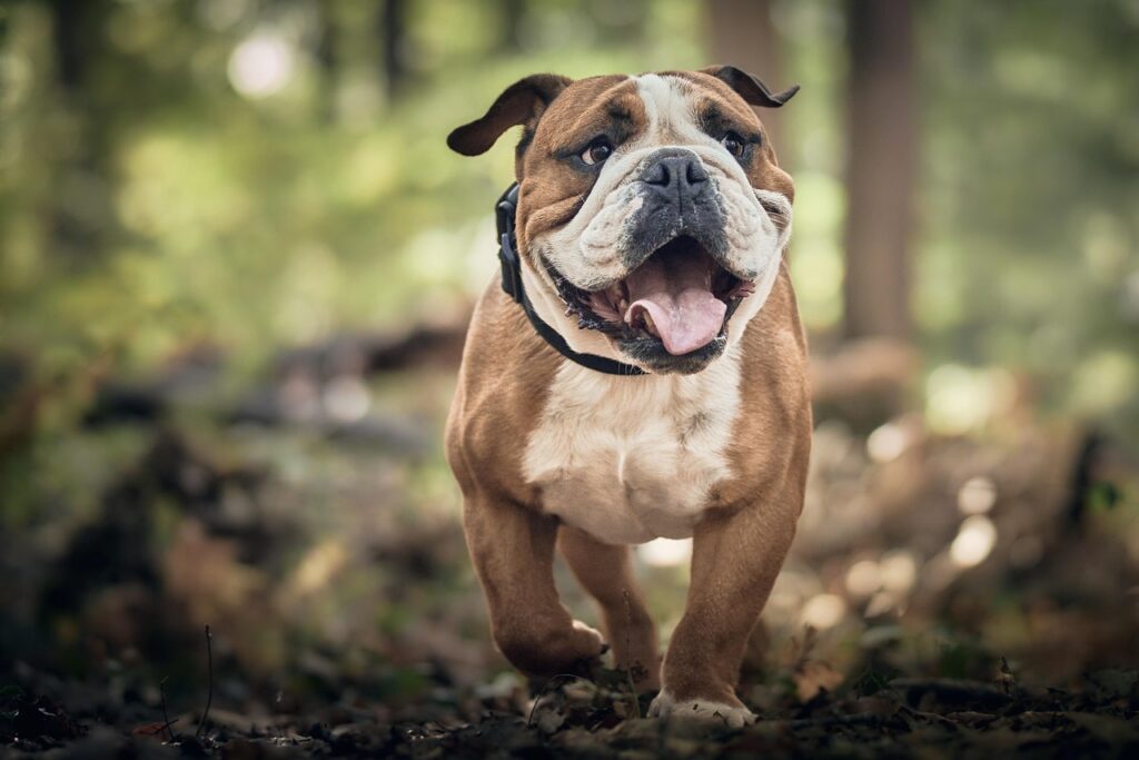 dog, bulldog, canine, pet, playful, animal, fauna, nature, dog, dog, dog, dog, dog