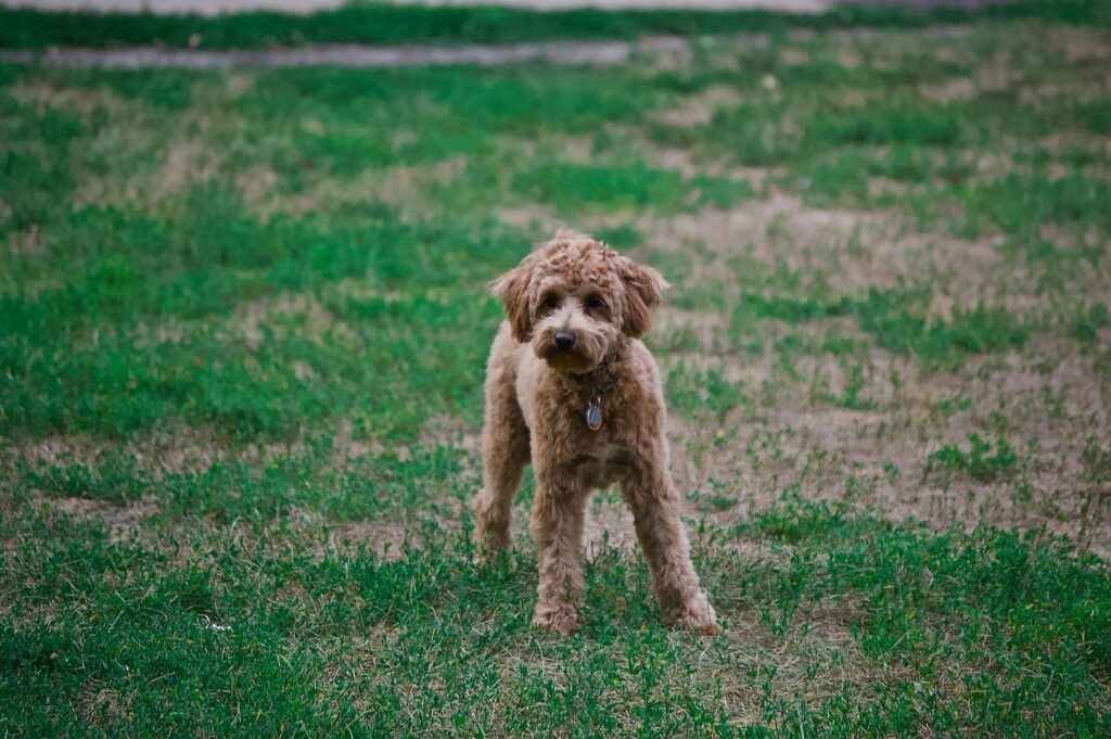 Charming poodle puppy enjoying the outdoors on a lush green lawn.