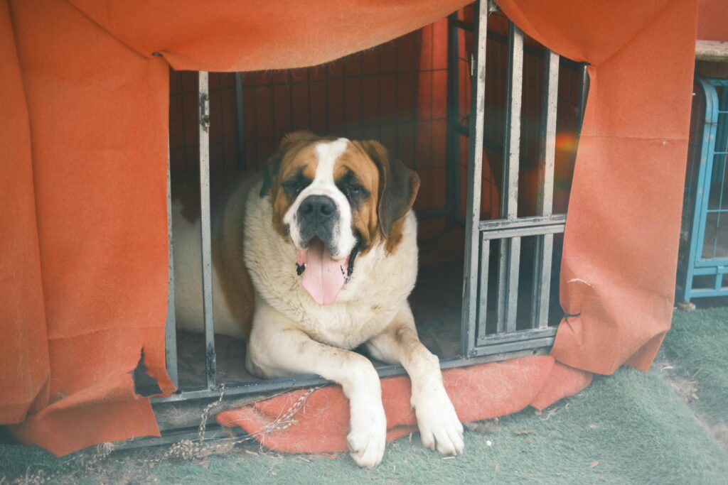 Saint Bernard dog lying inside a shelter, showing its calm and gentle nature.
