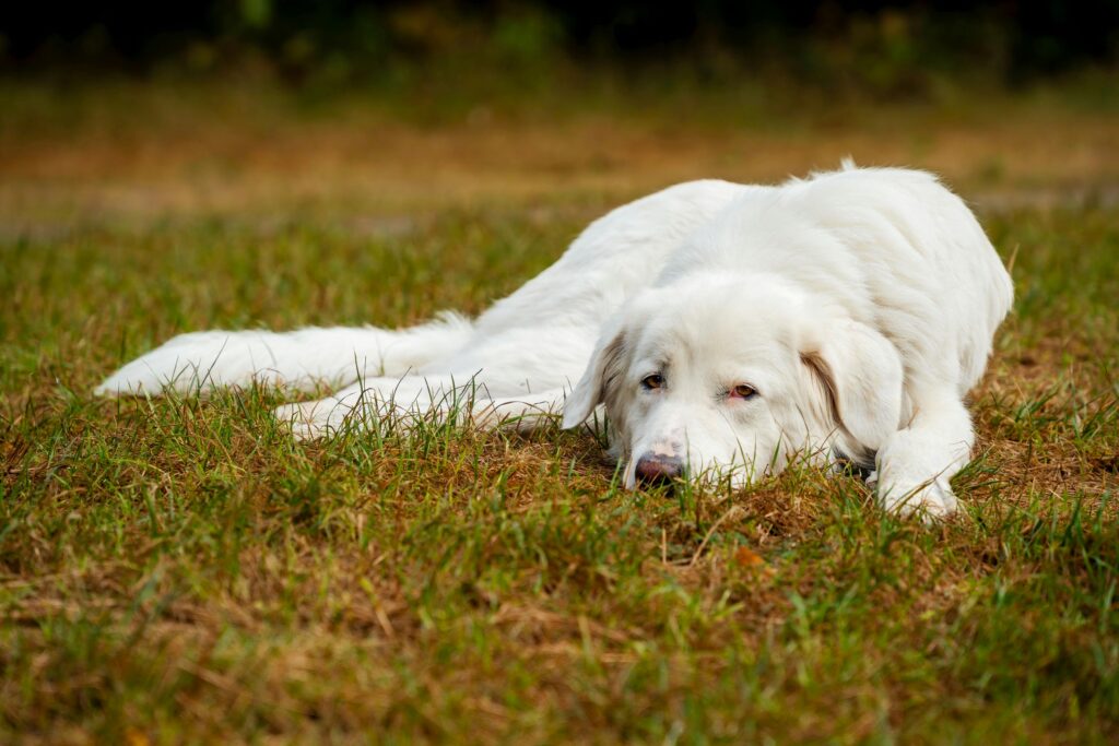 Calm white dog resting on a grassy field during daytime outdoors.
