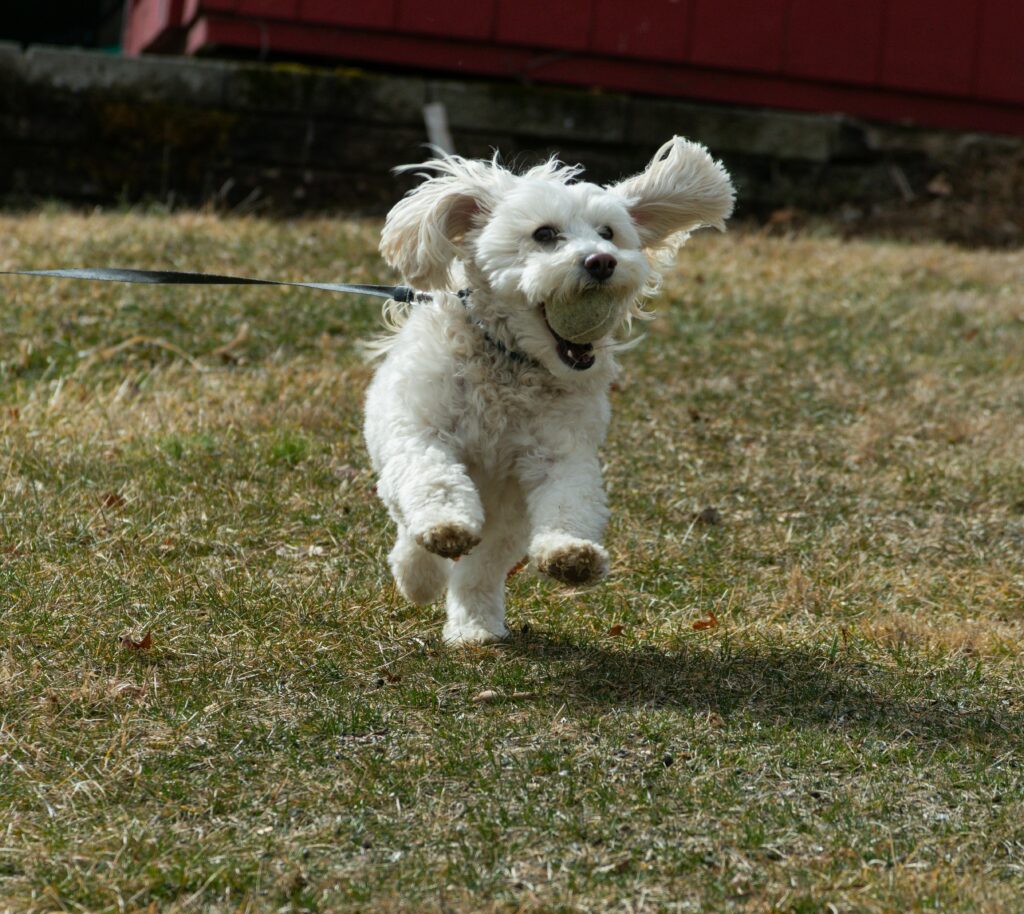 A white fluffy dog joyfully runs with a tennis ball in its mouth on a grassy field.