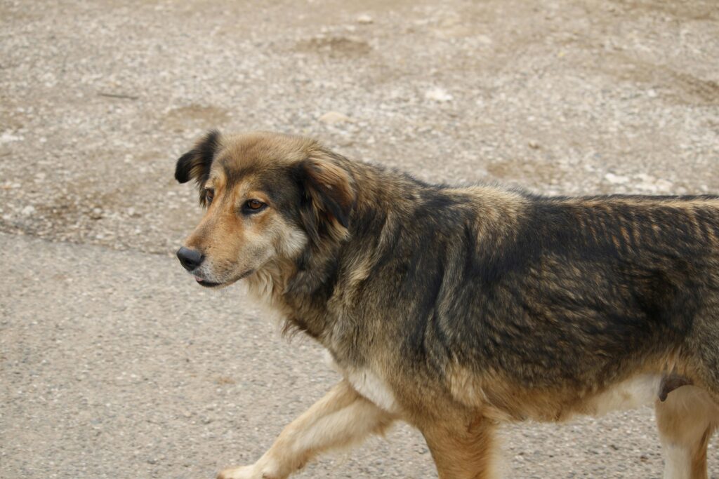 Stray dogs in tirana