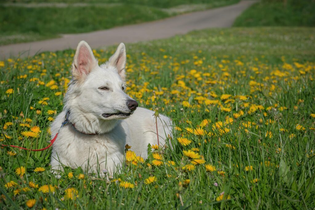A beautiful white shepherd dog relaxing in a vibrant field of yellow dandelions on a sunny day.