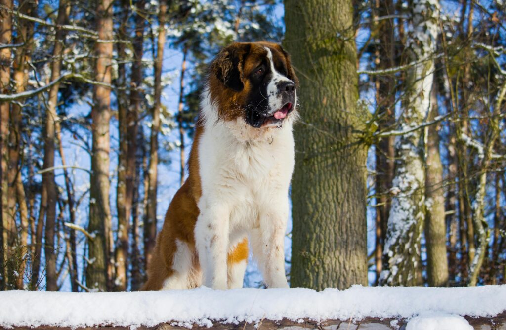 Saint Bernard dog stands in a snowy forest, capturing winter's essence with majestic presence.