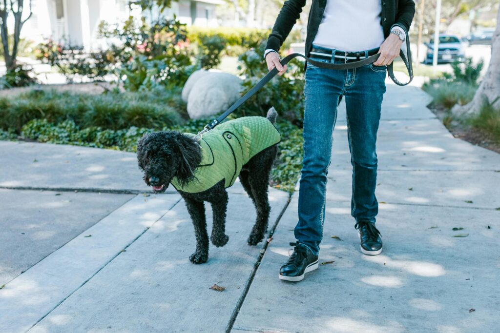 Casually dressed person walking a dog in a green jacket on a sunny day sidewalk.