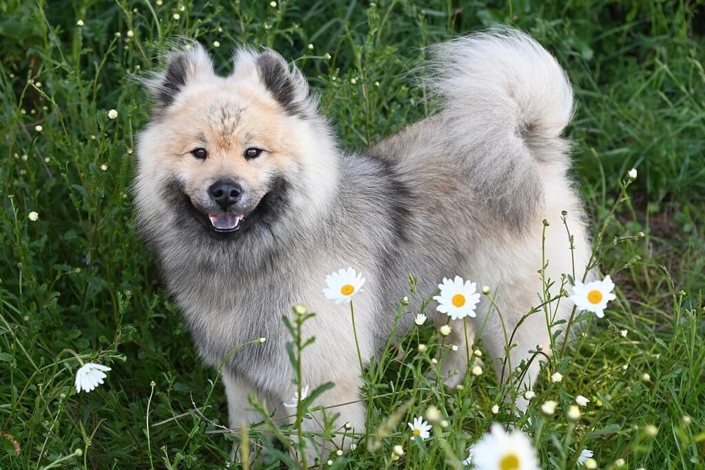 dog, eurasier dog, eurasier stallion, nature, companion, german eurasier breed, canine, animal, pet, eurasier olaf Dangerous Dog Breed