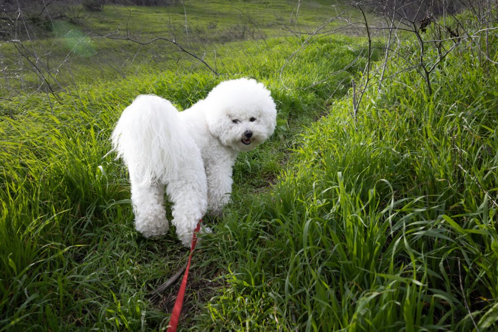 A fluffy Bichon Frise walking on a lush green grass field, enjoying a sunny day outdoors. Small Dog Breed