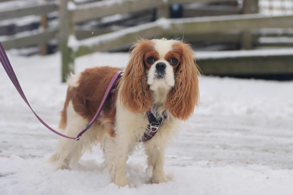 Adorable Cavalier King Charles Spaniel on a snowy walk in Jönköping, Sweden.