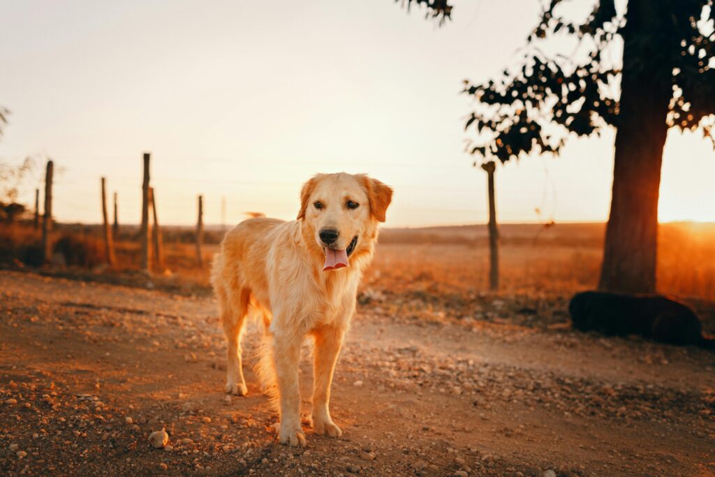 A golden retriever enjoys a peaceful sunset in a rural setting, exhibiting the calmness of nature.
Popular Dog Breeds