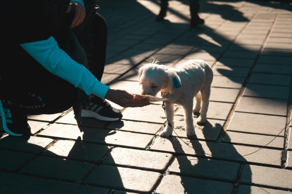 A person feeds a small white dog on a leash outdoors under sunlight. Shadow casts on pavement. Breed Characteristics