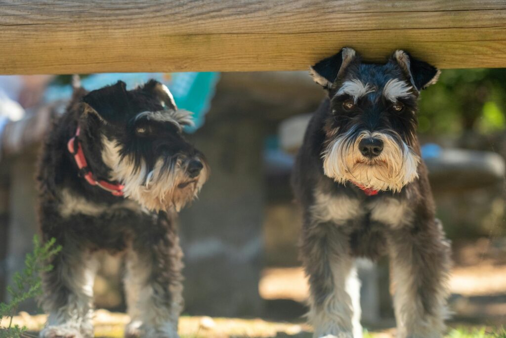 Two miniature schnauzers in red collars curiously peek under a wooden bench outdoors.