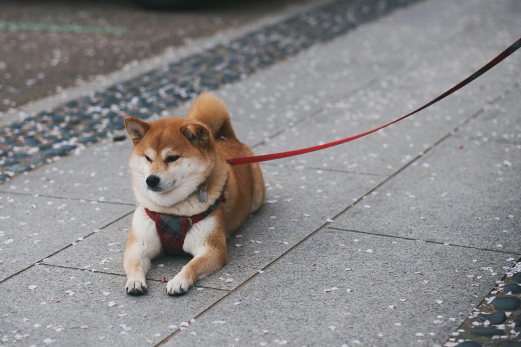 A cute Shiba Inu dog resting on a paved sidewalk, holding a red leash.