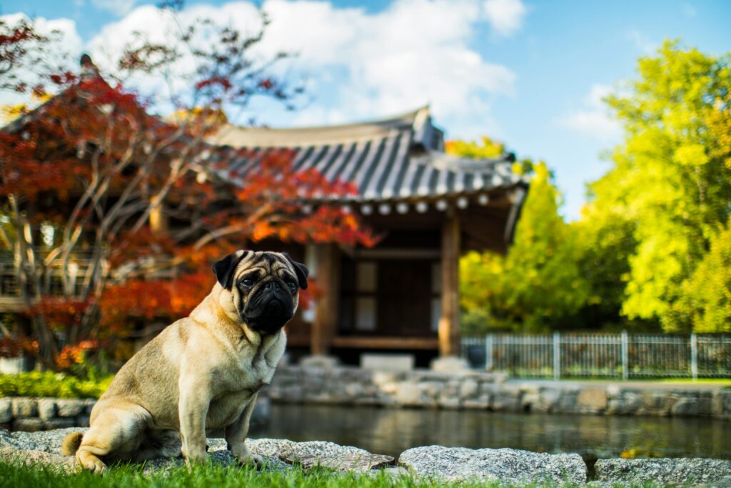 Charming pug sitting by a pond in an Asian garden with beautiful autumn foliage.