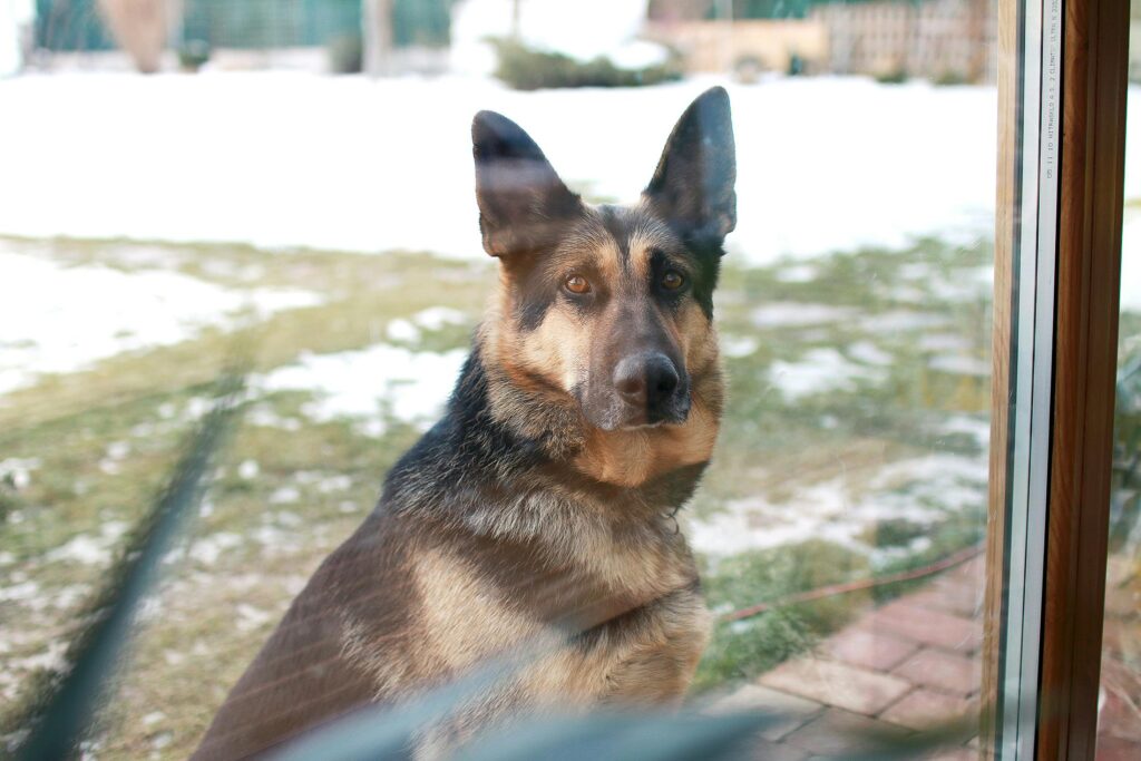 A German Shepherd sits outdoors gazing through a glass window during winter.