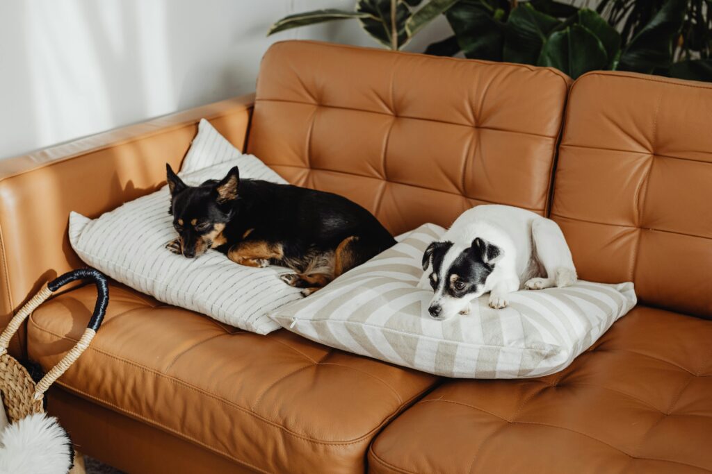 Two adorable dogs relaxing on pillows on a cozy leather sofa indoors.Small Dog Breeds