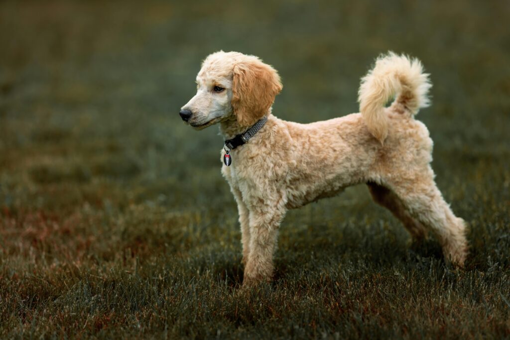 An elegant golden poodle stands alert in a lush green field, wearing a collar.