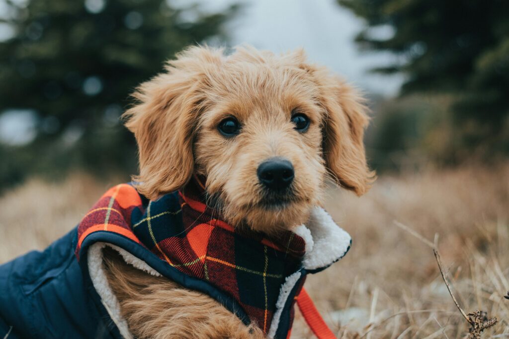 Cute Goldendoodle puppy wearing a plaid jacket in a fall outdoor setting. Perfect for pet lovers.